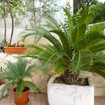 Apartament Jani Hvar Town